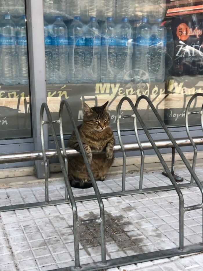 40 Cats Who Treated Convenience Stores Like Their Natural Habitat