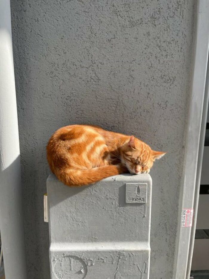 40 Cats Who Treated Convenience Stores Like Their Natural Habitat