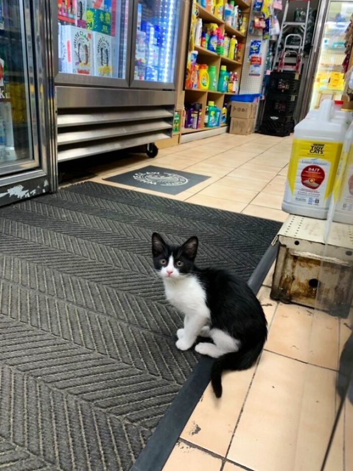 40 Cats Who Treated Convenience Stores Like Their Natural Habitat