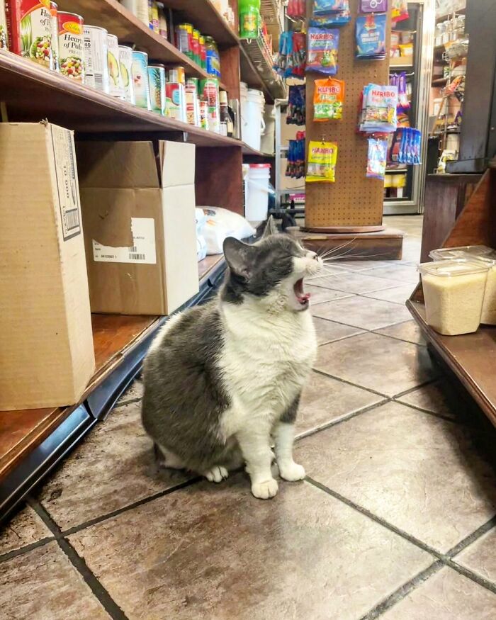 40 Cats Who Treated Convenience Stores Like Their Natural Habitat