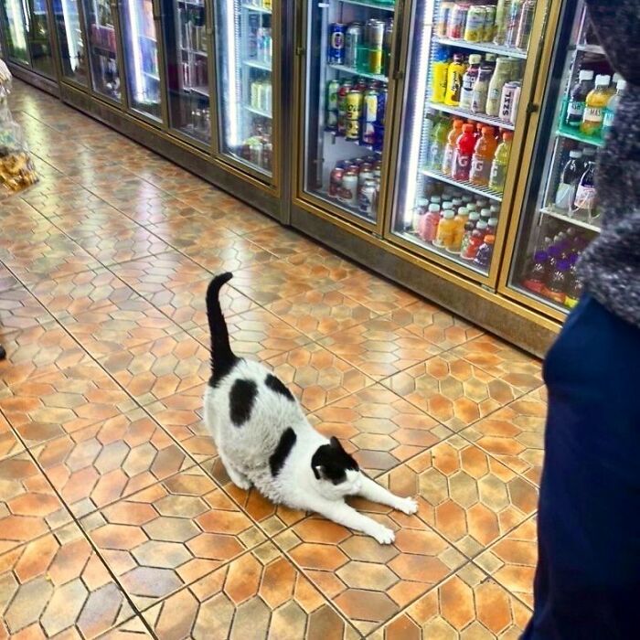 40 Cats Who Treated Convenience Stores Like Their Natural Habitat