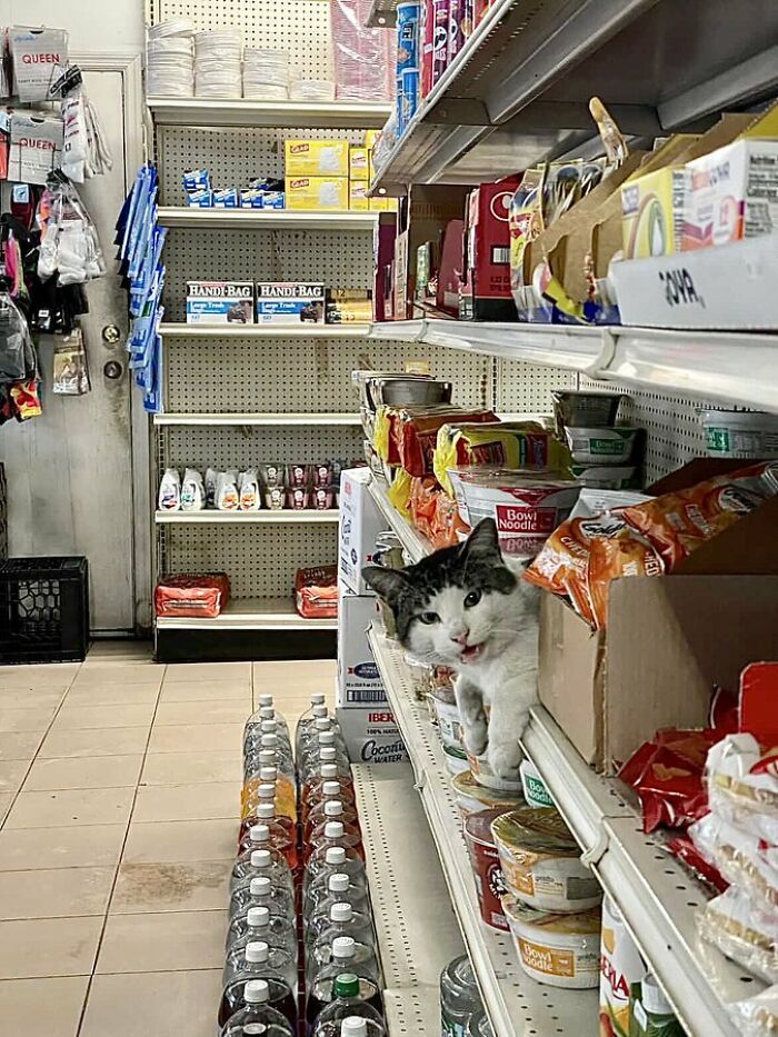 40 Cats Who Treated Convenience Stores Like Their Natural Habitat
