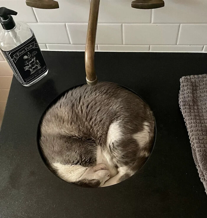 46 Times Cats Defied Gravity And Logic, Flowing Like Liquid Into Every Nook And Cranny 46 Times Cats Defied Gravity And Logic, Flowing Like Liquid Into Every Nook And Cranny