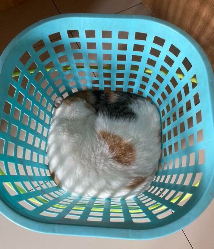 46 Times Cats Defied Gravity And Logic, Flowing Like Liquid Into Every Nook And Cranny 46 Times Cats Defied Gravity And Logic, Flowing Like Liquid Into Every Nook And Cranny