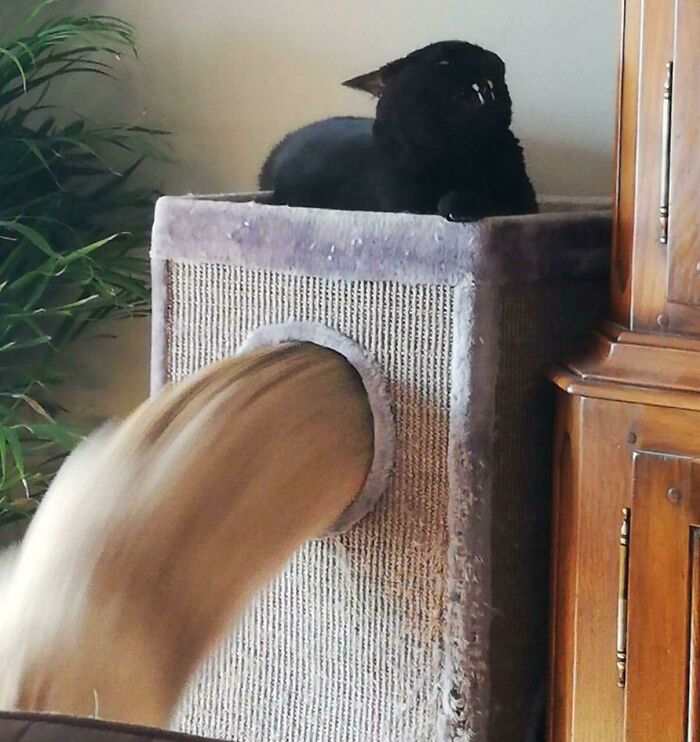 46 Times Cats Defied Gravity And Logic, Flowing Like Liquid Into Every Nook And Cranny 46 Times Cats Defied Gravity And Logic, Flowing Like Liquid Into Every Nook And Cranny