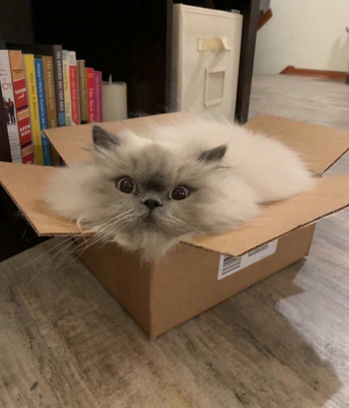 46 Times Cats Defied Gravity And Logic, Flowing Like Liquid Into Every Nook And Cranny 46 Times Cats Defied Gravity And Logic, Flowing Like Liquid Into Every Nook And Cranny