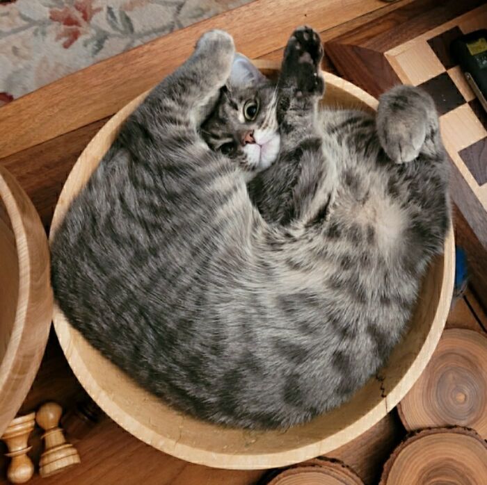 46 Times Cats Defied Gravity And Logic, Flowing Like Liquid Into Every Nook And Cranny 46 Times Cats Defied Gravity And Logic, Flowing Like Liquid Into Every Nook And Cranny