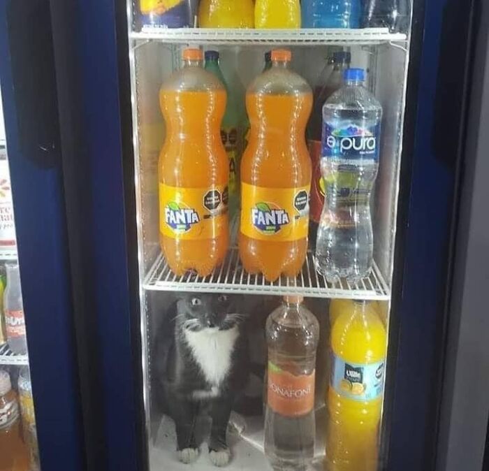 46 Times Cats Defied Gravity And Logic, Flowing Like Liquid Into Every Nook And Cranny 46 Times Cats Defied Gravity And Logic, Flowing Like Liquid Into Every Nook And Cranny