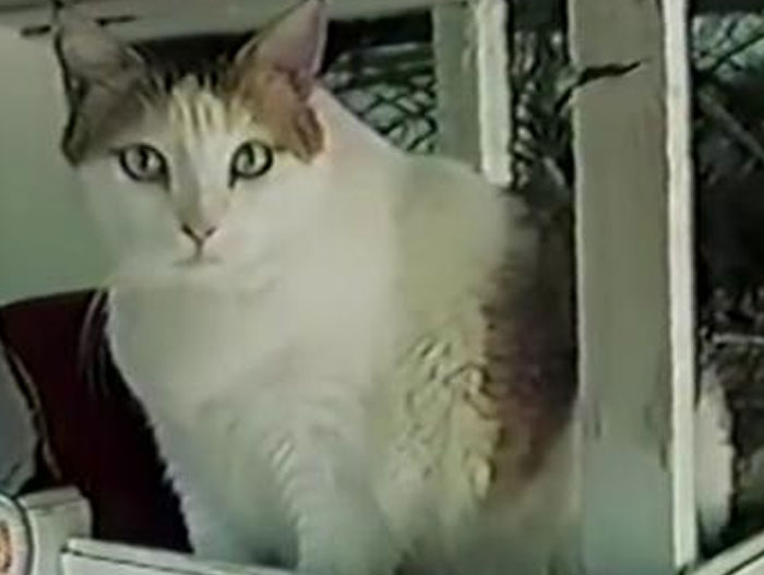 41 Intriguing “Today I Learned” Facts That Show How Little We Actually Know (New Facts) 41 Intriguing “Today I Learned” Facts That Show How Little We Actually Know (New Facts)