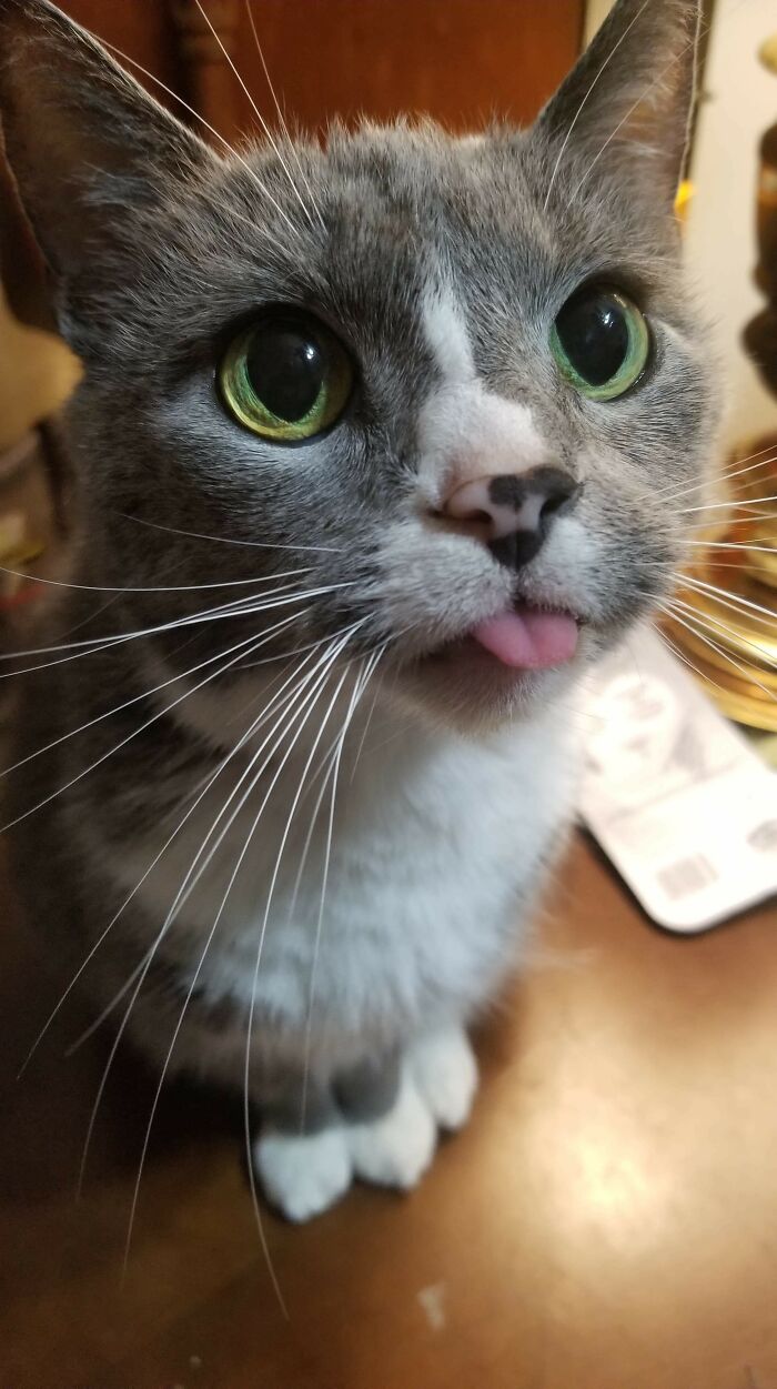 50 Too-Cute Pics Of Animals Blepping, Loafing, And Just Being Delightfully Derpy 50 Too-Cute Pics Of Animals Blepping, Loafing, And Just Being Delightfully Derpy