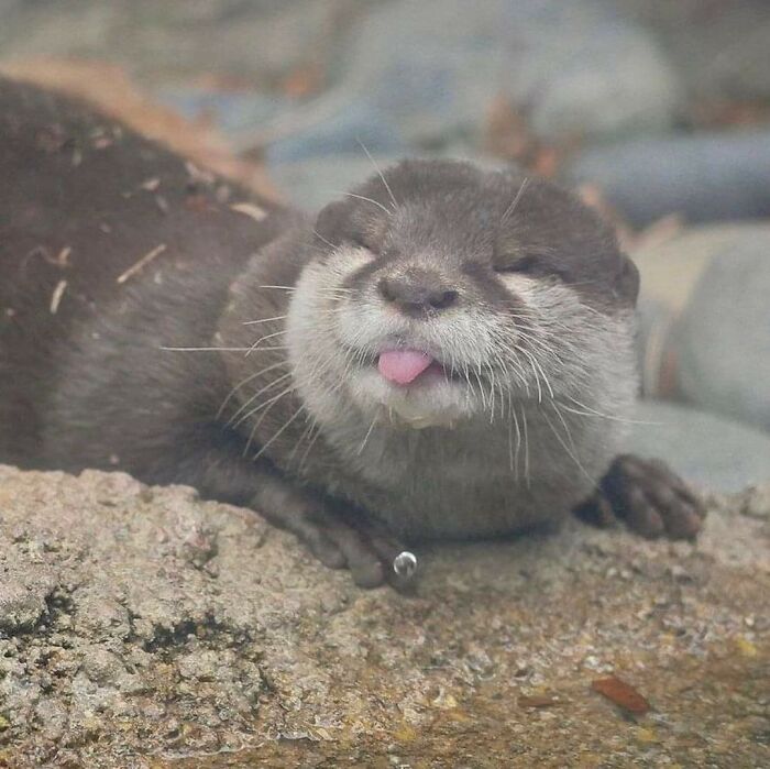 50 Too-Cute Pics Of Animals Blepping, Loafing, And Just Being Delightfully Derpy 50 Too-Cute Pics Of Animals Blepping, Loafing, And Just Being Delightfully Derpy