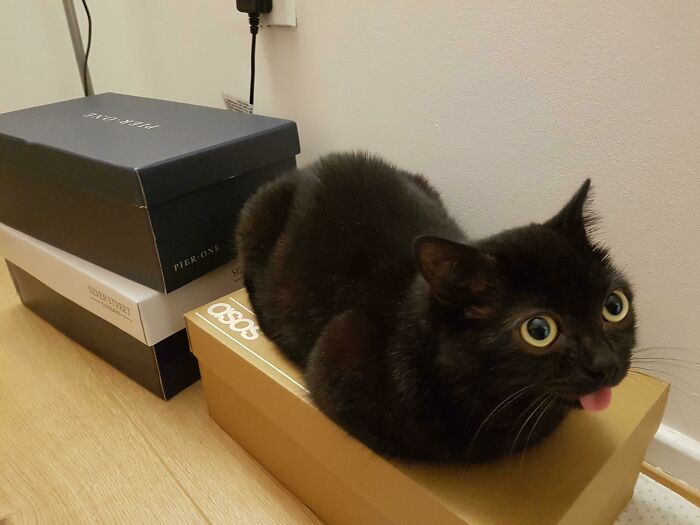 50 Too-Cute Pics Of Animals Blepping, Loafing, And Just Being Delightfully Derpy 50 Too-Cute Pics Of Animals Blepping, Loafing, And Just Being Delightfully Derpy