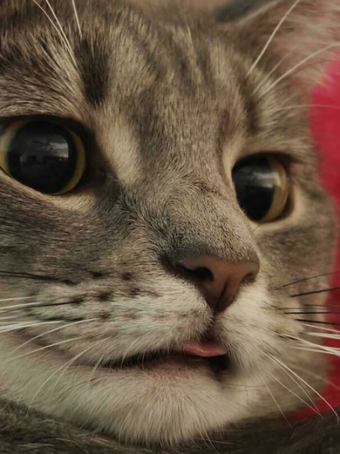 50 Too-Cute Pics Of Animals Blepping, Loafing, And Just Being Delightfully Derpy 50 Too-Cute Pics Of Animals Blepping, Loafing, And Just Being Delightfully Derpy