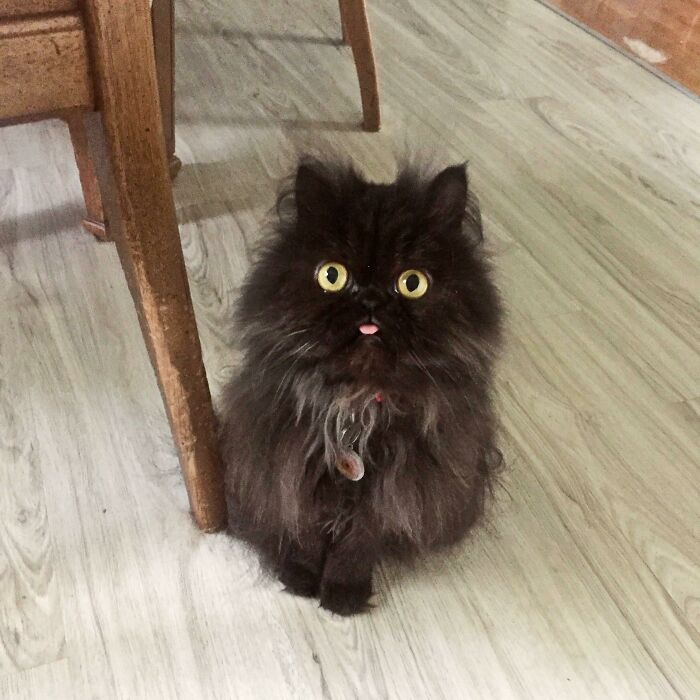50 Too-Cute Pics Of Animals Blepping, Loafing, And Just Being Delightfully Derpy 50 Too-Cute Pics Of Animals Blepping, Loafing, And Just Being Delightfully Derpy