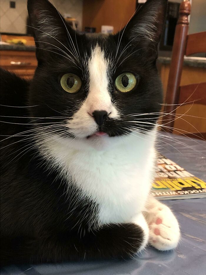 50 Too-Cute Pics Of Animals Blepping, Loafing, And Just Being Delightfully Derpy 50 Too-Cute Pics Of Animals Blepping, Loafing, And Just Being Delightfully Derpy