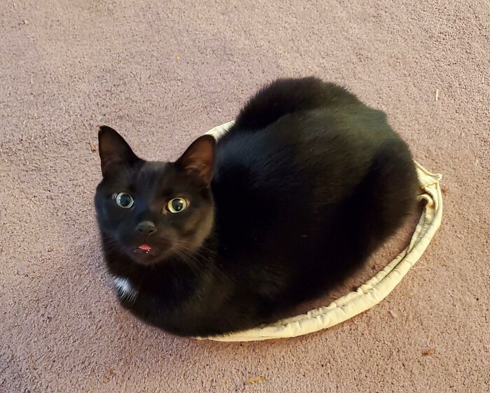 50 Too-Cute Pics Of Animals Blepping, Loafing, And Just Being Delightfully Derpy 50 Too-Cute Pics Of Animals Blepping, Loafing, And Just Being Delightfully Derpy