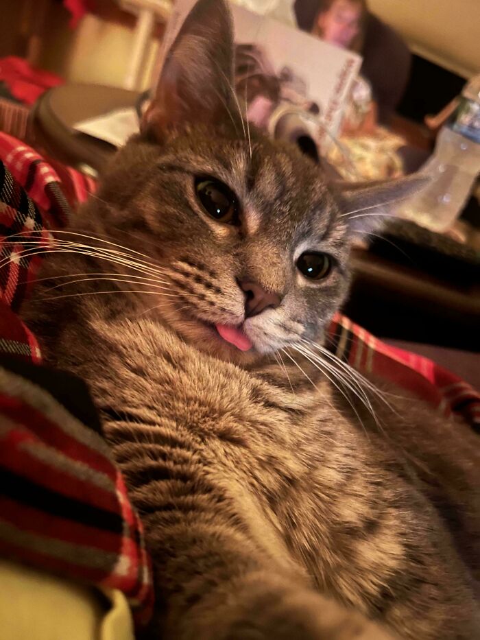 50 Too-Cute Pics Of Animals Blepping, Loafing, And Just Being Delightfully Derpy 50 Too-Cute Pics Of Animals Blepping, Loafing, And Just Being Delightfully Derpy