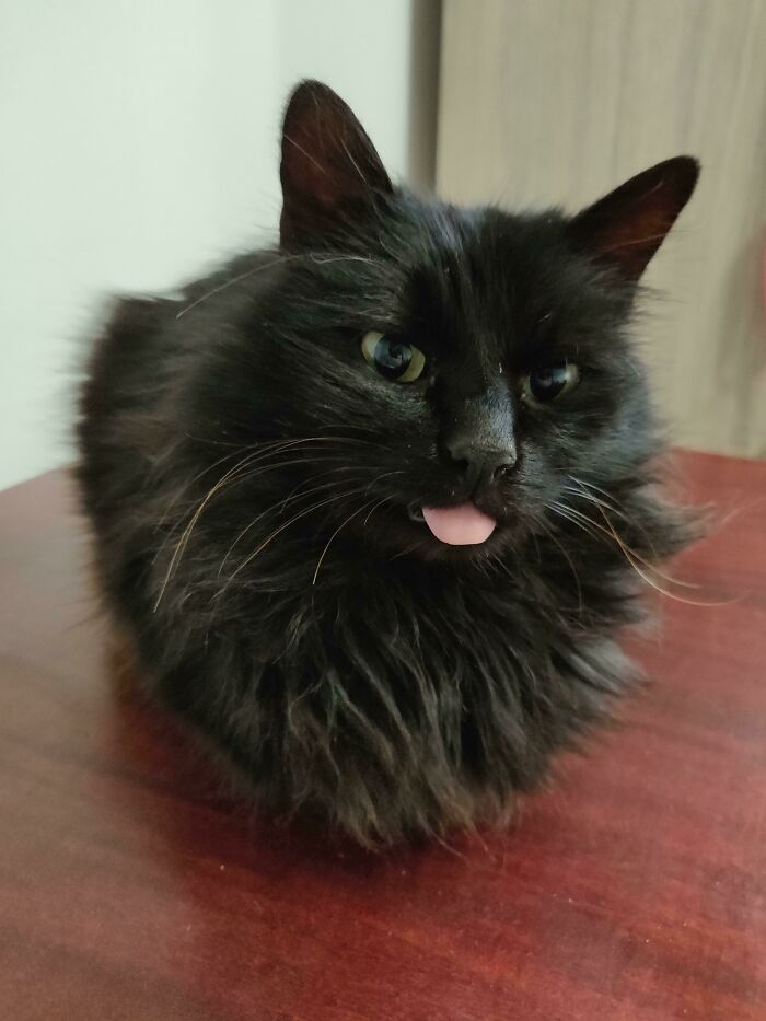 50 Too-Cute Pics Of Animals Blepping, Loafing, And Just Being Delightfully Derpy 50 Too-Cute Pics Of Animals Blepping, Loafing, And Just Being Delightfully Derpy