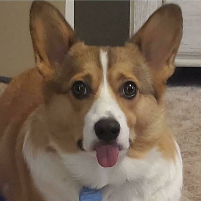 50 Too-Cute Pics Of Animals Blepping, Loafing, And Just Being Delightfully Derpy 50 Too-Cute Pics Of Animals Blepping, Loafing, And Just Being Delightfully Derpy