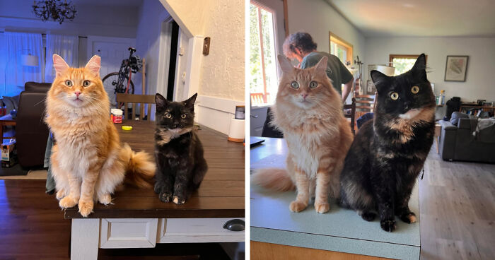 30 Before-And-After Reminders That Cats Are Always Cute, No Matter The Size 30 Before-And-After Reminders That Cats Are Always Cute, No Matter The Size