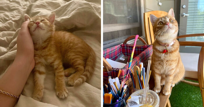 30 Before-And-After Reminders That Cats Are Always Cute, No Matter The Size 30 Before-And-After Reminders That Cats Are Always Cute, No Matter The Size