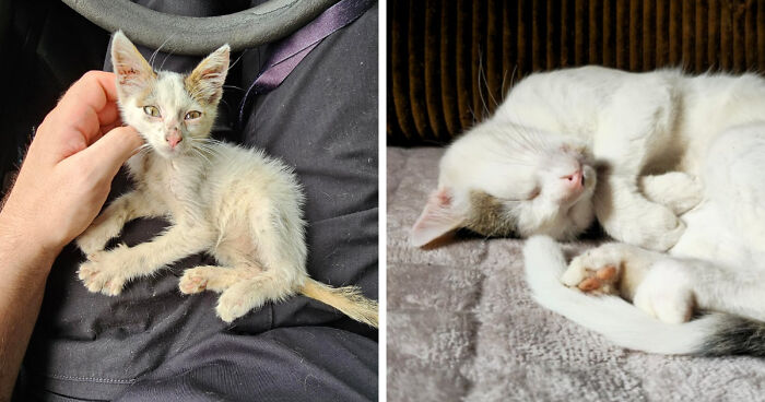 30 Before-And-After Reminders That Cats Are Always Cute, No Matter The Size 30 Before-And-After Reminders That Cats Are Always Cute, No Matter The Size