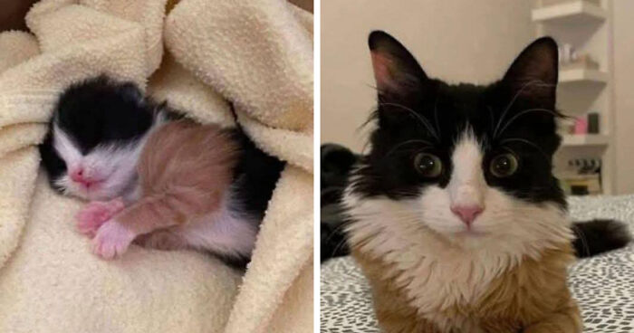 30 Before-And-After Reminders That Cats Are Always Cute, No Matter The Size 30 Before-And-After Reminders That Cats Are Always Cute, No Matter The Size