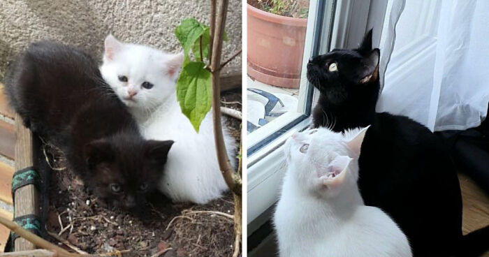 30 Before-And-After Reminders That Cats Are Always Cute, No Matter The Size 30 Before-And-After Reminders That Cats Are Always Cute, No Matter The Size