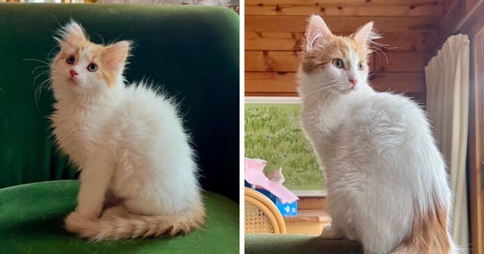 30 Before-And-After Reminders That Cats Are Always Cute, No Matter The Size 30 Before-And-After Reminders That Cats Are Always Cute, No Matter The Size