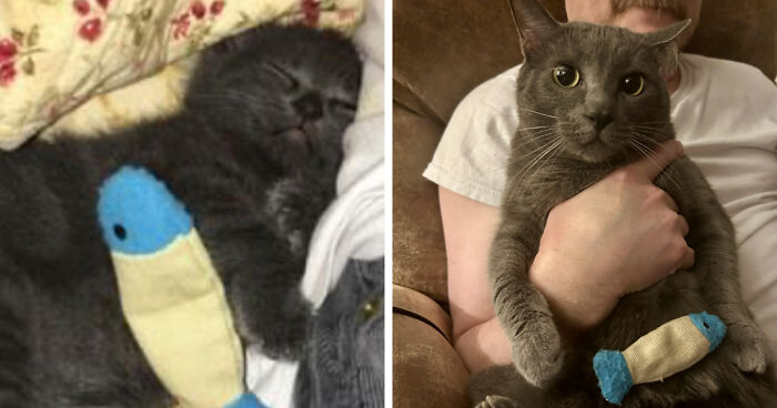 30 Before-And-After Reminders That Cats Are Always Cute, No Matter The Size 30 Before-And-After Reminders That Cats Are Always Cute, No Matter The Size