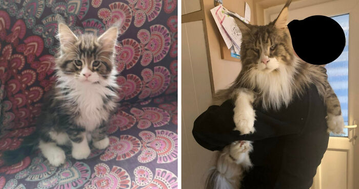 30 Before-And-After Reminders That Cats Are Always Cute, No Matter The Size 30 Before-And-After Reminders That Cats Are Always Cute, No Matter The Size