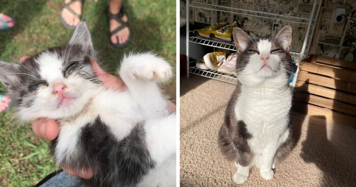 30 Before-And-After Reminders That Cats Are Always Cute, No Matter The Size 30 Before-And-After Reminders That Cats Are Always Cute, No Matter The Size