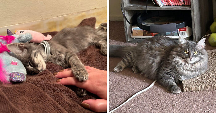 30 Before-And-After Reminders That Cats Are Always Cute, No Matter The Size 30 Before-And-After Reminders That Cats Are Always Cute, No Matter The Size