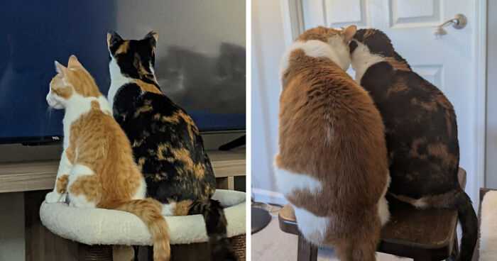 30 Before-And-After Reminders That Cats Are Always Cute, No Matter The Size 30 Before-And-After Reminders That Cats Are Always Cute, No Matter The Size