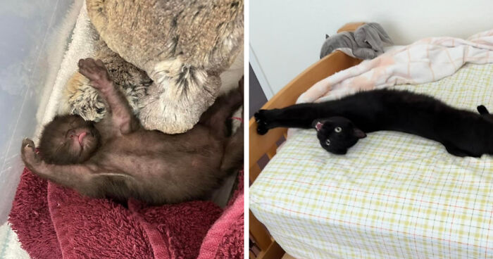 30 Before-And-After Reminders That Cats Are Always Cute, No Matter The Size 30 Before-And-After Reminders That Cats Are Always Cute, No Matter The Size