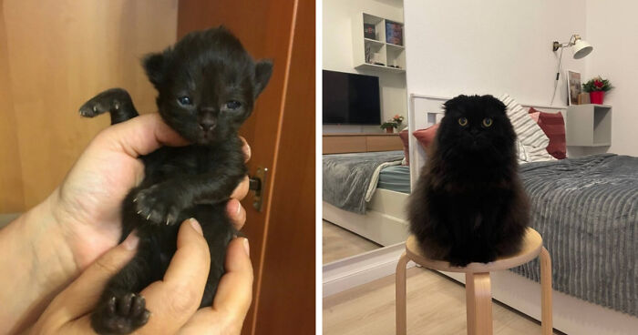 30 Before-And-After Reminders That Cats Are Always Cute, No Matter The Size 30 Before-And-After Reminders That Cats Are Always Cute, No Matter The Size