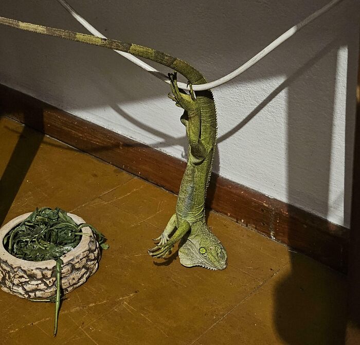 124 Times People Saw Animals Enjoying A Nap And Just Had To Take A Picture 124 Times People Saw Animals Enjoying A Nap And Just Had To Take A Picture