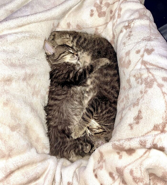 124 Times People Saw Animals Enjoying A Nap And Just Had To Take A Picture 124 Times People Saw Animals Enjoying A Nap And Just Had To Take A Picture