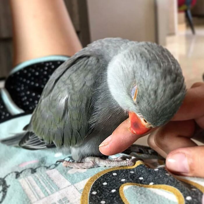 124 Times People Saw Animals Enjoying A Nap And Just Had To Take A Picture 124 Times People Saw Animals Enjoying A Nap And Just Had To Take A Picture