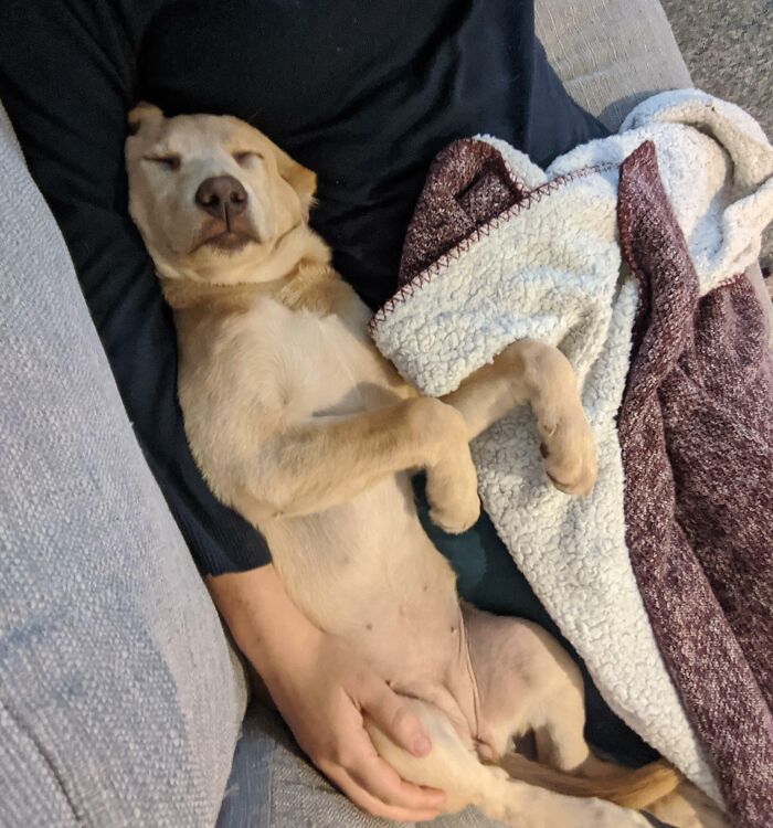 124 Times People Saw Animals Enjoying A Nap And Just Had To Take A Picture 124 Times People Saw Animals Enjoying A Nap And Just Had To Take A Picture