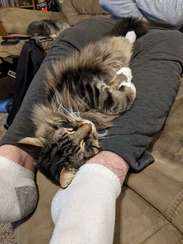 124 Times People Saw Animals Enjoying A Nap And Just Had To Take A Picture 124 Times People Saw Animals Enjoying A Nap And Just Had To Take A Picture