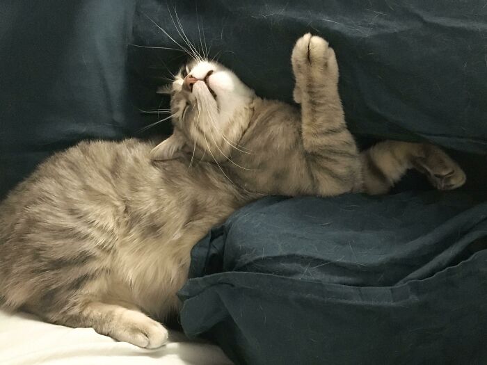 124 Times People Saw Animals Enjoying A Nap And Just Had To Take A Picture 124 Times People Saw Animals Enjoying A Nap And Just Had To Take A Picture