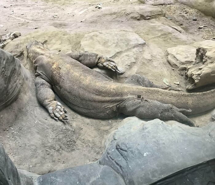 124 Times People Saw Animals Enjoying A Nap And Just Had To Take A Picture 124 Times People Saw Animals Enjoying A Nap And Just Had To Take A Picture