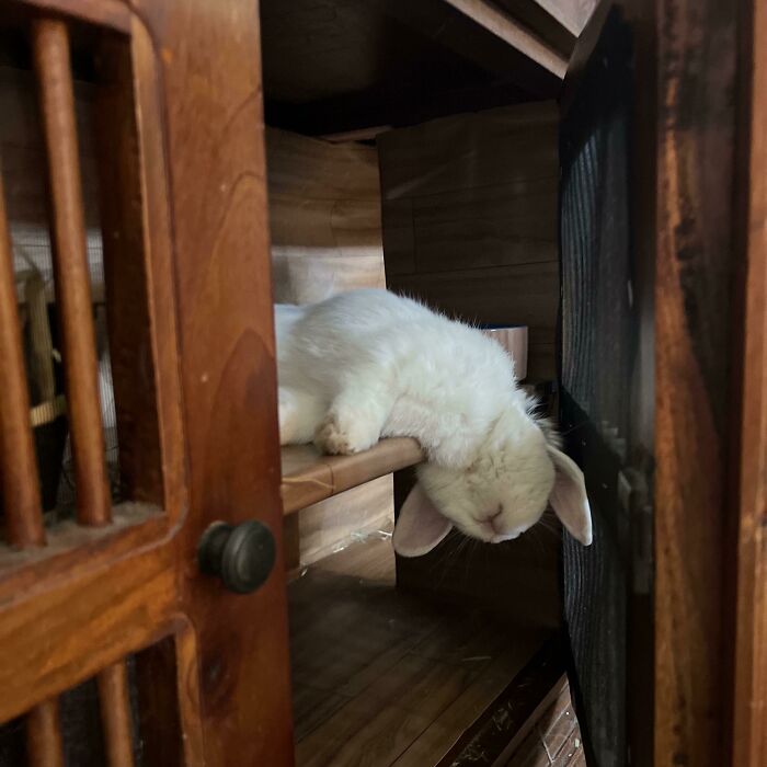 124 Times People Saw Animals Enjoying A Nap And Just Had To Take A Picture 124 Times People Saw Animals Enjoying A Nap And Just Had To Take A Picture