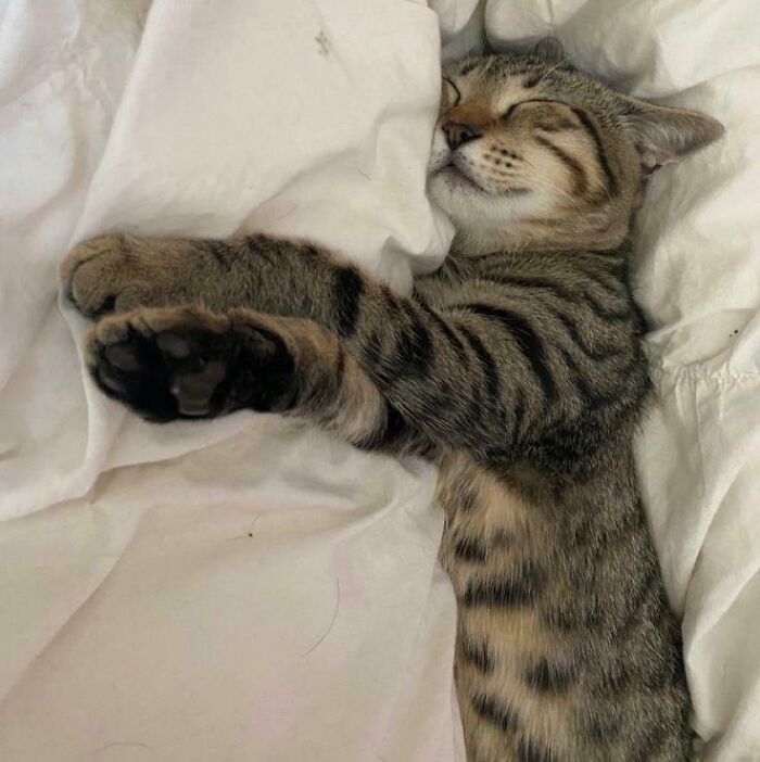 124 Times People Saw Animals Enjoying A Nap And Just Had To Take A Picture 124 Times People Saw Animals Enjoying A Nap And Just Had To Take A Picture