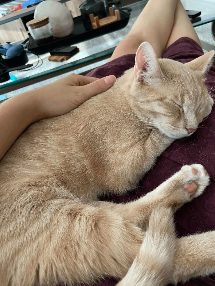 124 Times People Saw Animals Enjoying A Nap And Just Had To Take A Picture 124 Times People Saw Animals Enjoying A Nap And Just Had To Take A Picture