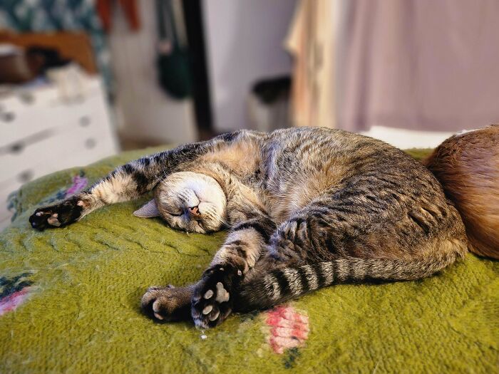 124 Times People Saw Animals Enjoying A Nap And Just Had To Take A Picture 124 Times People Saw Animals Enjoying A Nap And Just Had To Take A Picture