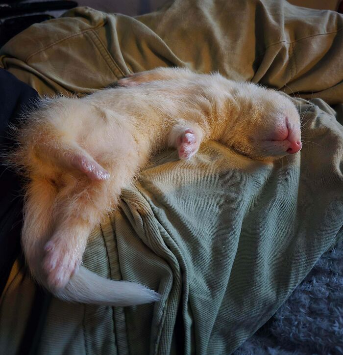 124 Times People Saw Animals Enjoying A Nap And Just Had To Take A Picture 124 Times People Saw Animals Enjoying A Nap And Just Had To Take A Picture