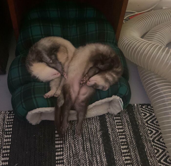 124 Times People Saw Animals Enjoying A Nap And Just Had To Take A Picture 124 Times People Saw Animals Enjoying A Nap And Just Had To Take A Picture