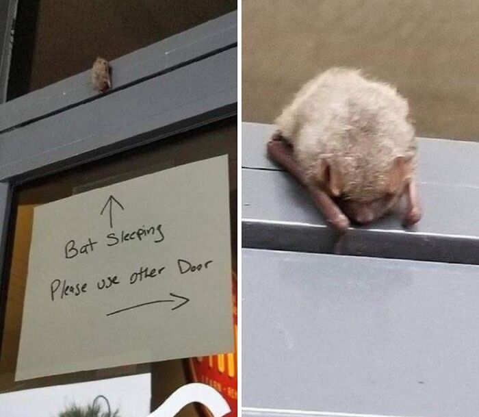 124 Times People Saw Animals Enjoying A Nap And Just Had To Take A Picture 124 Times People Saw Animals Enjoying A Nap And Just Had To Take A Picture